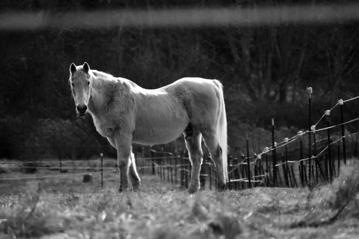 A majestic horse standing in a pasture, captured in stunning black and white photography.