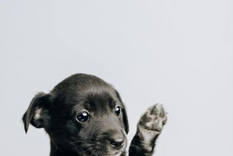 Cute black puppy raising its paw, perfect for pet lovers and mobile wallpapers.