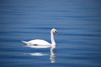 A serene white swan glides on a calm lake, showcasing its reflection and elegance.