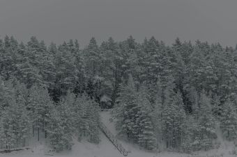 A tranquil forest landscape blanketed in snow, capturing winter's serene beauty.