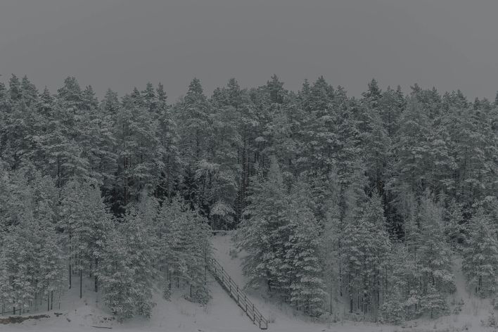 A tranquil forest landscape blanketed in snow, capturing winter's serene beauty.