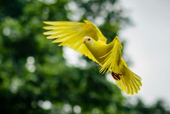 A vivid yellow dove soaring with wings spread wide, captured mid-flight against a lush green background.